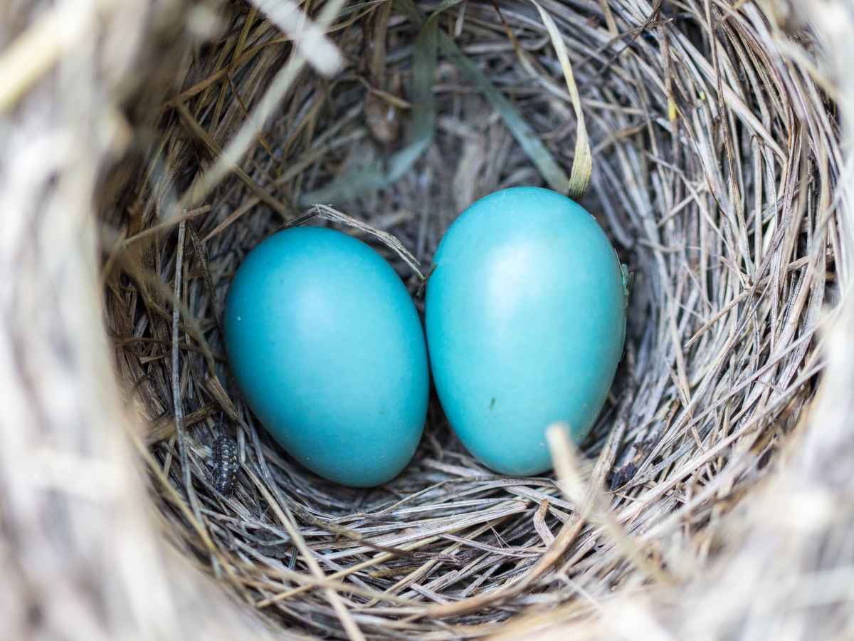bird-nest-eggs-blue-158734.jpeg